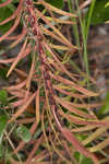 Slender blazing star